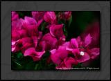 2012 - Bougainvillea - Royal Botanical Garden - Burlington, Ontario - Canada