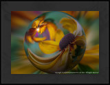 2012 - Rudbeckia hirta var angustifolia - Black Eye Susan 