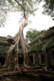 Angkor Wat - Ta Prohm