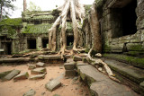 Angkor Wat - Ta Prohm