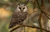 Tengmalms Owl - Prluggla
