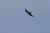 Peregrine Falcon - Pilgrimsfalk