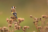 European Goldfinch - Steglits