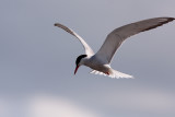 Common Tern - Fisktrna