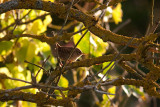 Winter Wren - Grdsmyg