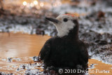 White-headed Woodpecker