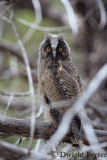 Long-eared Owl