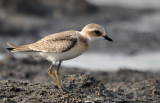 Kentish Plover