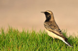 Pied Wheatear