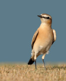 Isabelline Wheatear