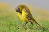 Yellow Wagtail