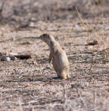 Gunnisons Prairie Dog