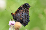 Peacock Underwing