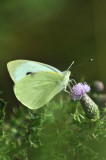 Small White