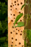 26th June 2009 - des res for insects