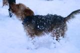 The other Rosie is cold