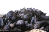 17th December 2005 - mussels