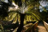 bridge over the jungle