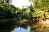 reflections of a tree fern