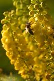 bee on mahonia