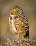 burrowing owl.jpg