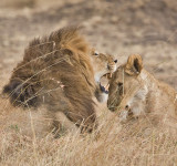 lions in love.jpg