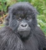 young gorilla.jpg