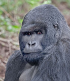 female gorilla.jpg