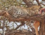 leopard in tree.jpg