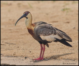 Buffed-Necked Ibis.jpg