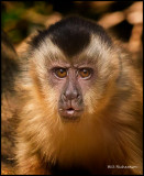 Capuchin monkey face.jpg