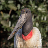 Jabiru Stork portrait.jpg