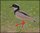 Pied Plover aka Pied Lapwing.jpg