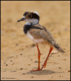 Pied Plover chick.jpg