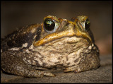cane toad.jpg