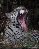 cub yawning.jpg