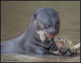 giant river otter w fish.jpg