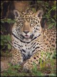 jaguar in repose.jpg
