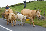 cow herders1.jpg