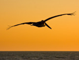 pelican sunset .jpg