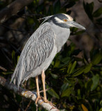 yellow cr night heron.jpg