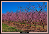 Orchard01-Px1.jpg