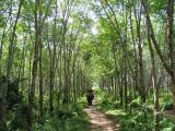 Inside this rubber tree plantation.