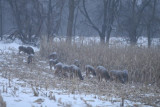 Winter Food Plot - Corn 3