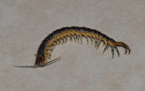 Florida Blue Centipede