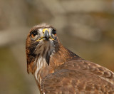 Red-tailed Hawk