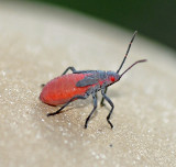 Red-shouldered Bug (Nymph)