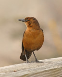 Boat-tailed Grackle