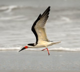 Black Skimmer