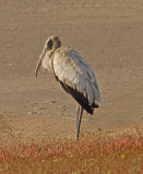 Wood Stork